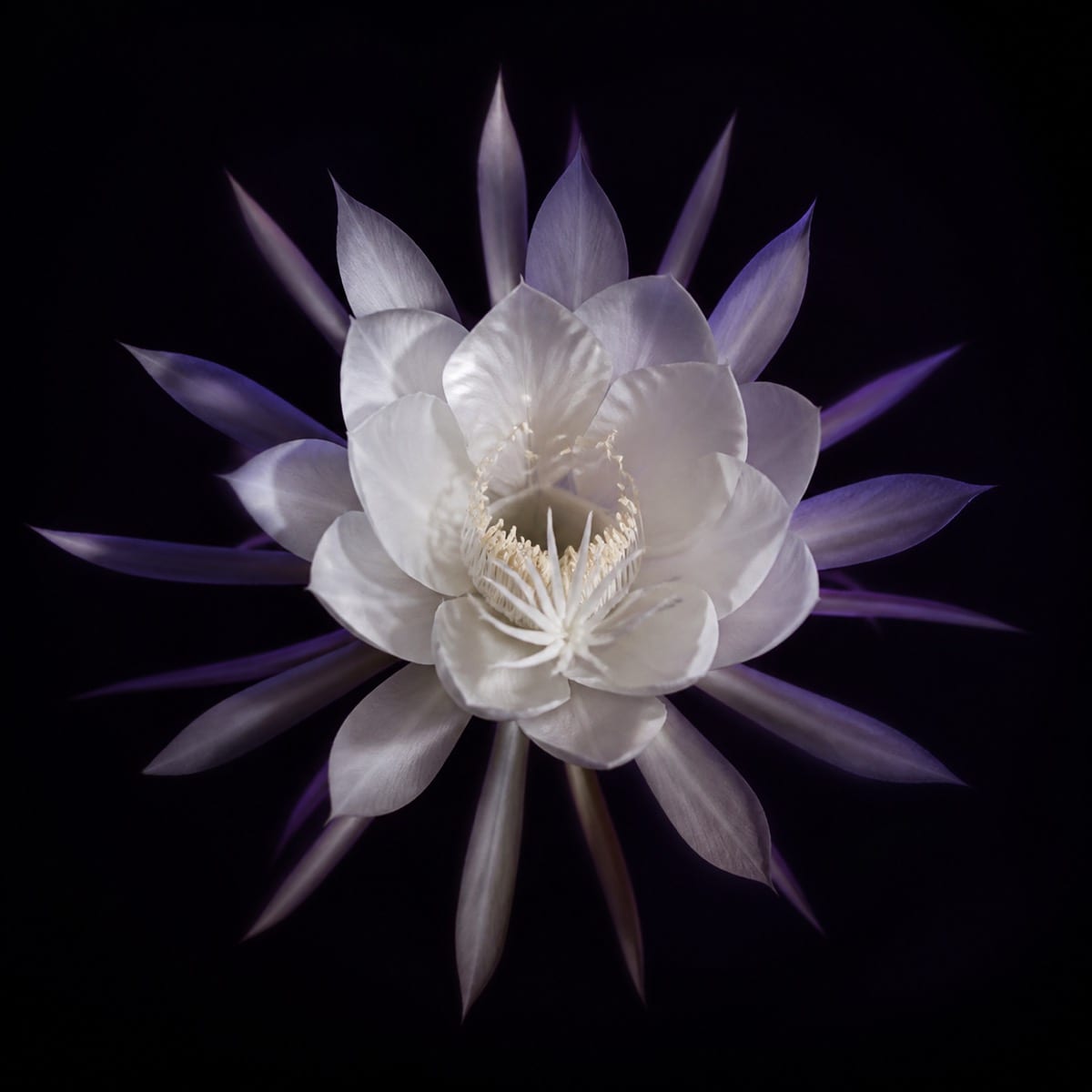 夜香木の白い花